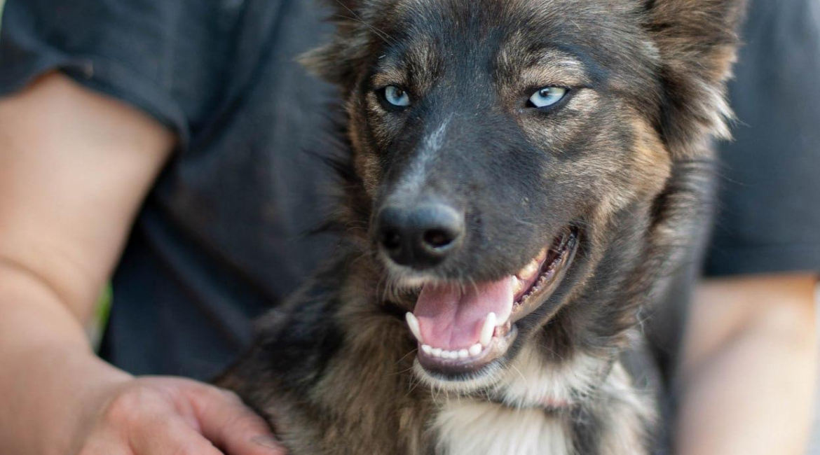 Chiens à adopter